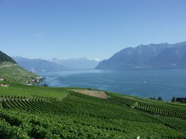 800px-Lavaux_Alpes_et_Lac_léman