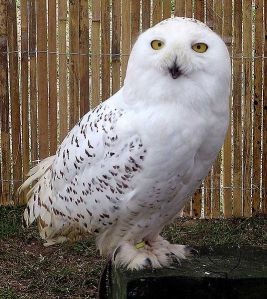 snowl-owl-post-arpingstone