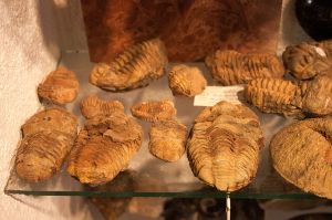 Trilobites_in_the_Mineral_Museum_in_Siófok