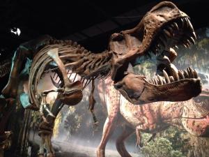 Tyrannosaurus-Rex-mn-sci